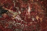 Vibrant Red Petrified Wood (Araucarioxylon) Round - Arizona #307980-1